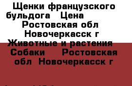 Щенки французского бульдога › Цена ­ 90 000 - Ростовская обл., Новочеркасск г. Животные и растения » Собаки   . Ростовская обл.,Новочеркасск г.